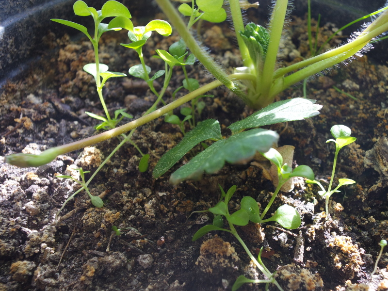 Stolon sprouting from a young plant (with chickweed)