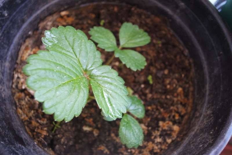 Young strawberry plant