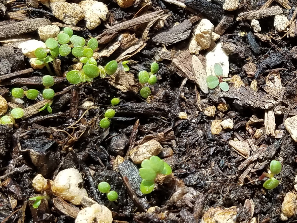 Seedling cluster (left, bottom) with spurge (right)